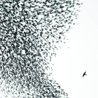 Wilco - Sky Blue Sky [2xLP]