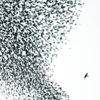 Wilco - Sky Blue Sky [2xLP]