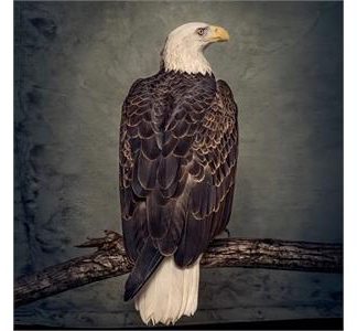 Clutch -  Book Of Bad Decisions [2xLP]
