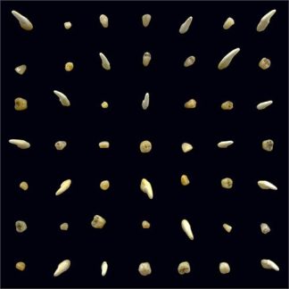 clipping. - Visions Of Bodies Being Burned [2xLP]