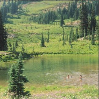 Skirts - Great Big Wild Oak [LP]