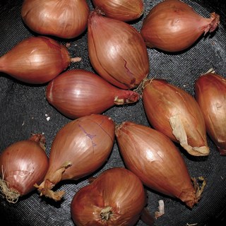 Ty Segall - Fried Shallots [12" EP]