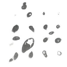 Hiroshi Tanaka & Yoichi Fuwa - Untitled White Album [2xLP]